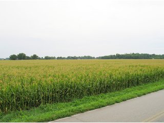 Property photo 6 - 229 +/- Acres Offered in 2 Tracts - Land Auction